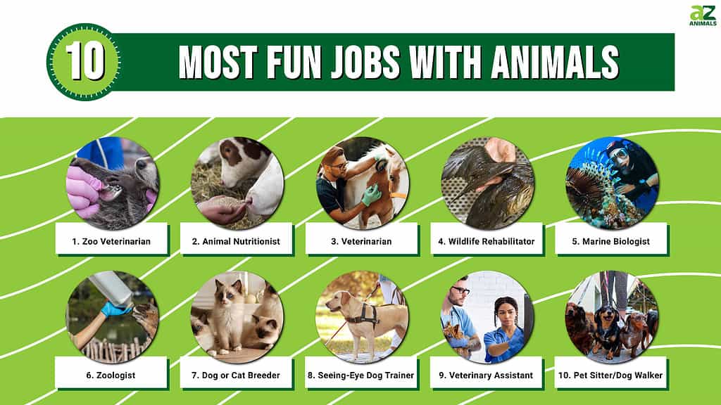 Careers with Animals That Pay Well