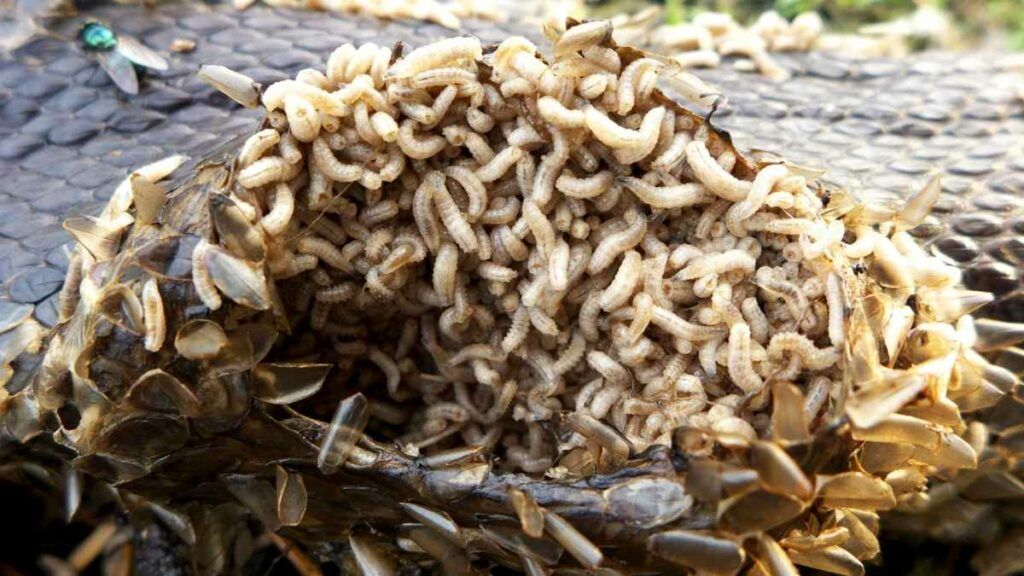 Maggots Appear out of Nowhere