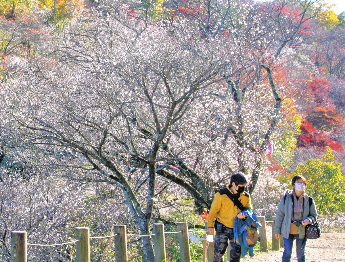 冬桜と紅葉が織りなす奇跡の絶景！藤岡市桜山公園の魅力を徹底取材