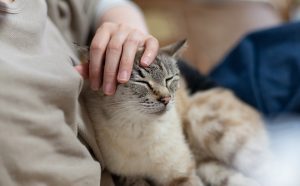 【プロフィール】 猫 に 好 かれる 人 気になる噂と真相 #958