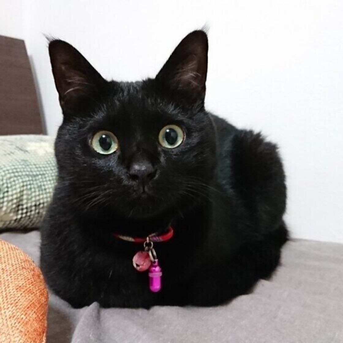 黒猫の性格は甘えん坊？不吉の迷信とオスメス差・飼いやすさを検証