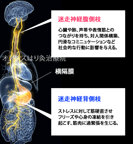 【最新】 迷走 神経 反射 腹痛 衝撃の最新ニュース #892