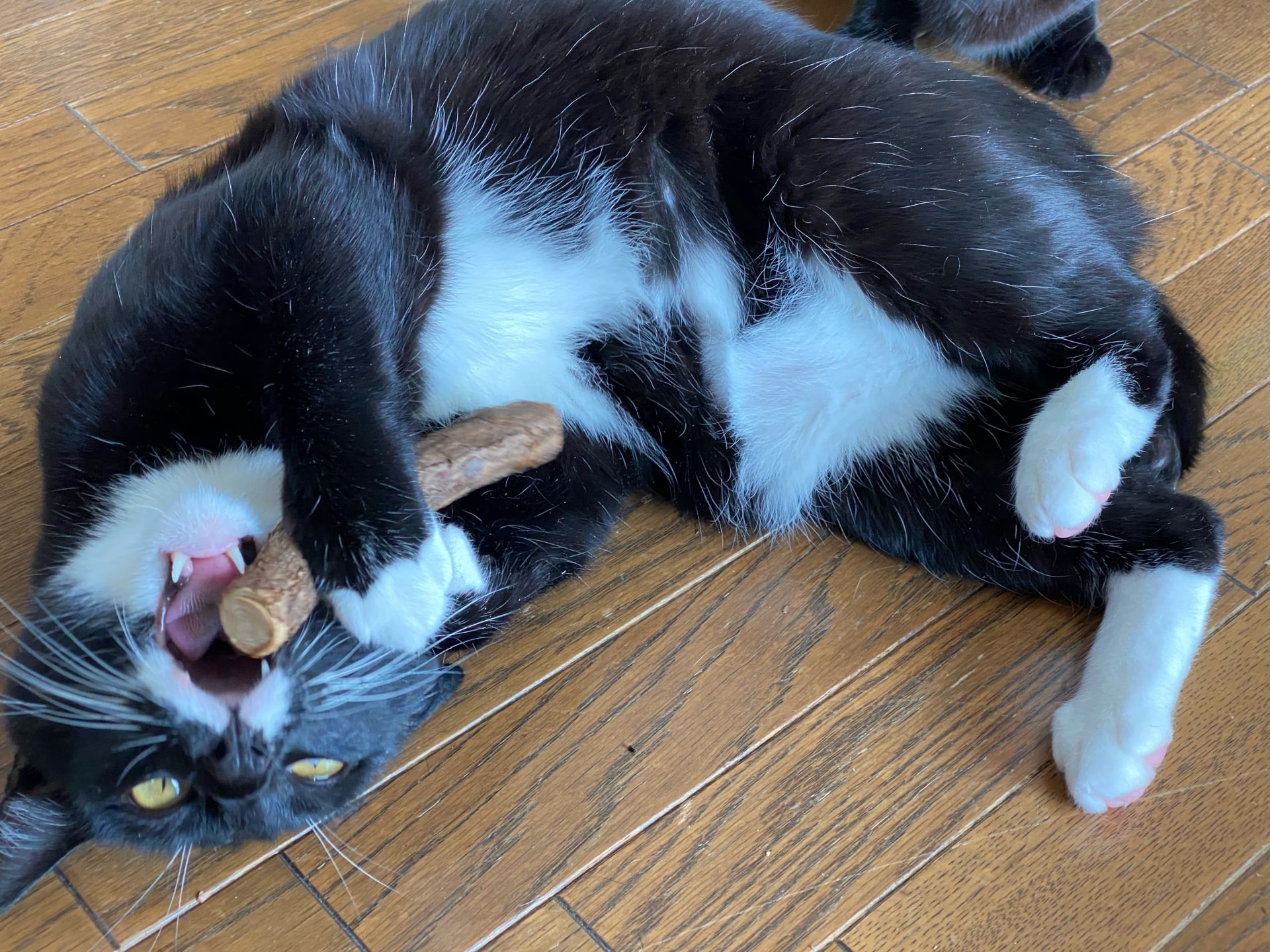 猫がまたたびで狂喜乱舞する理由とは？蚊よけの真実と正しい与え方
