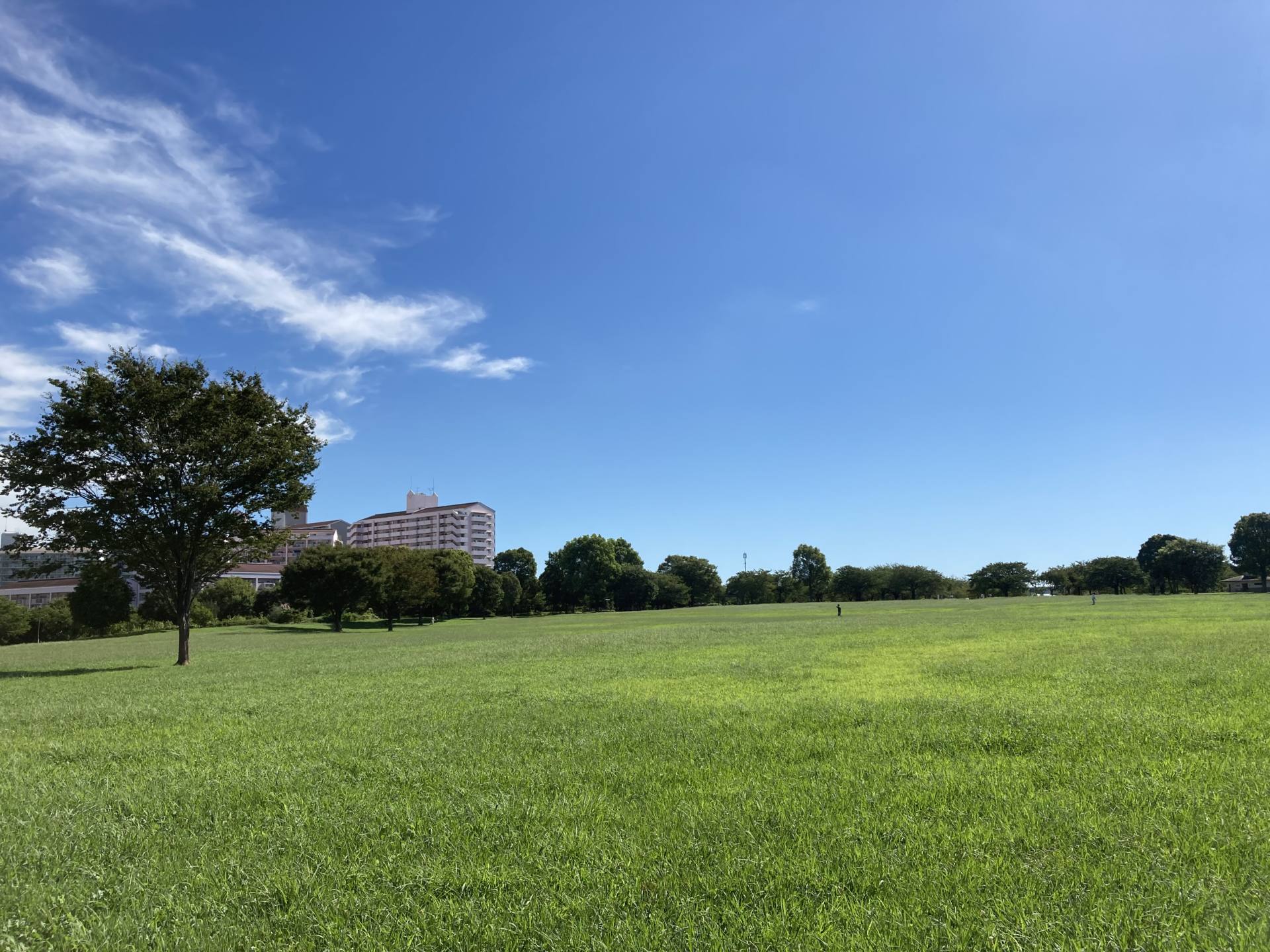大島小松川公園の真相！Bbq予約や遊具・駐車場混雑と防災拠点の秘密