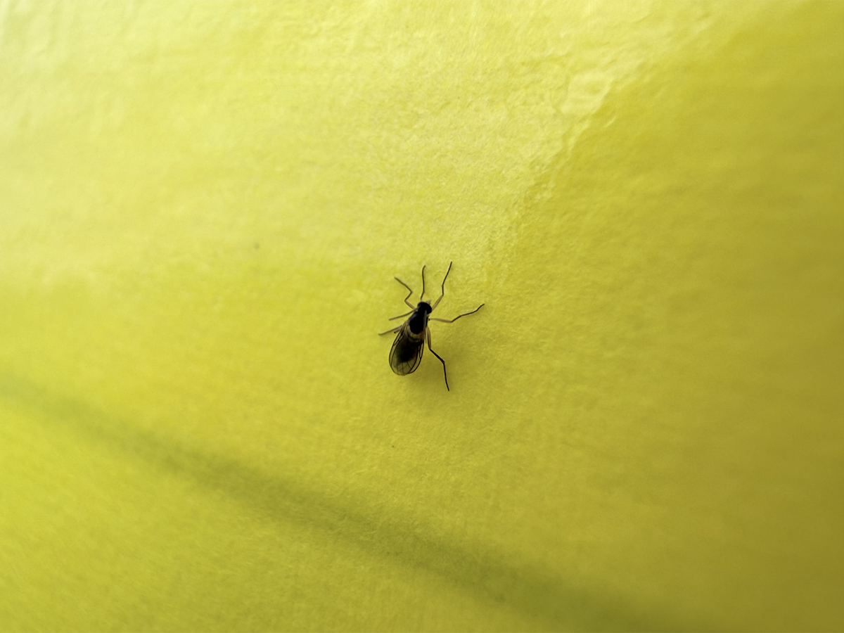部屋の黒い小さい虫が大量発生する原因は？正体の見分け方と即効駆除法