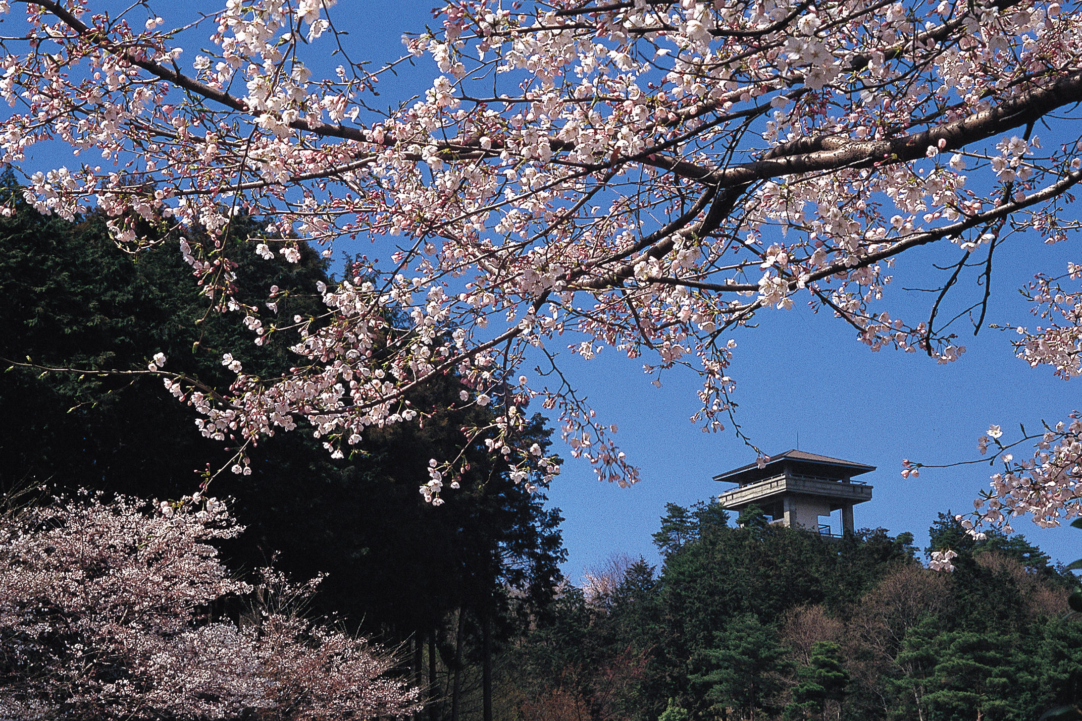 桜山展望台の夜間閉鎖の真相とは？駐車場・富士山・2026年現地総力取材
