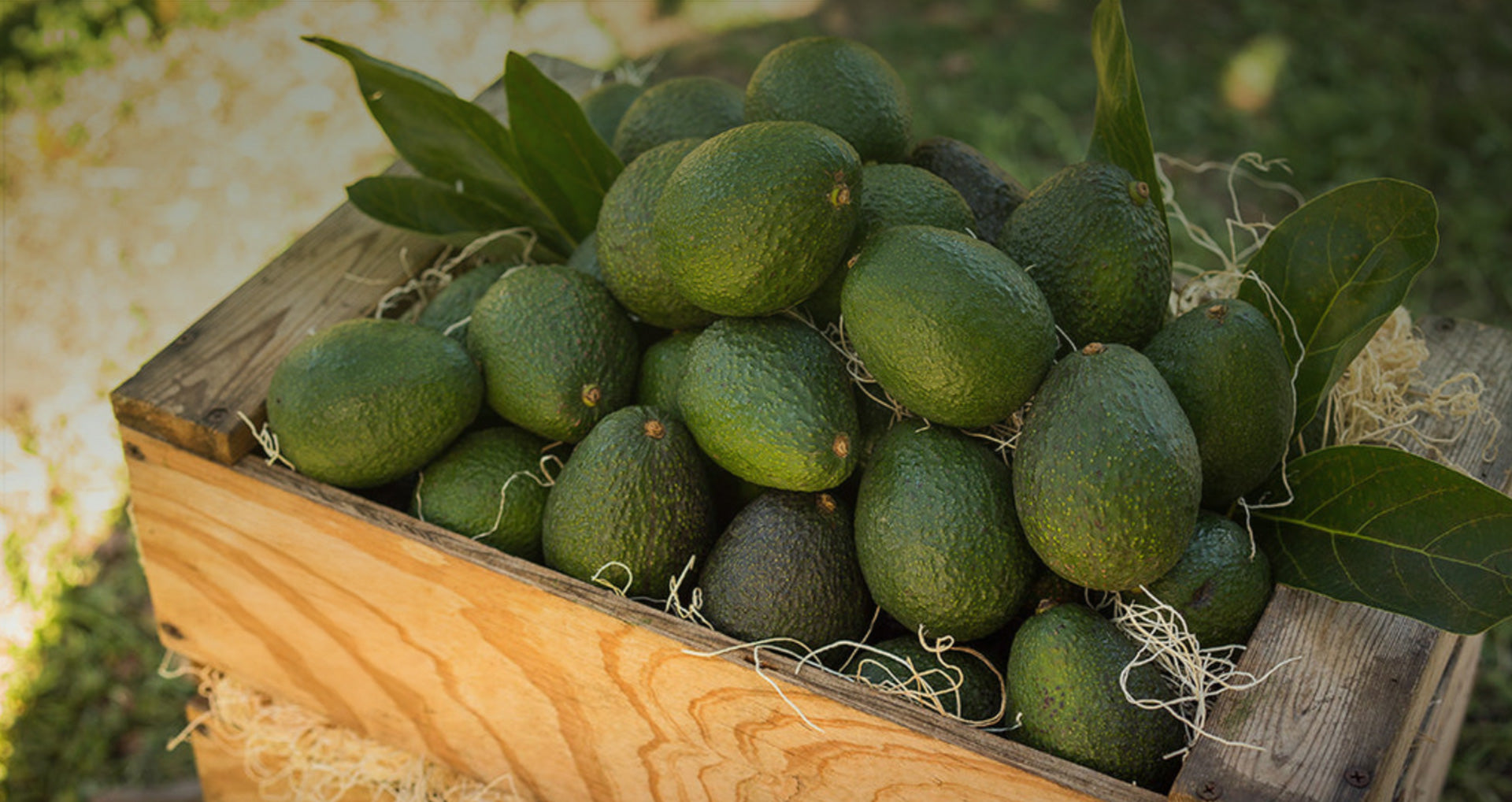 Do Avocados Need to Be Organic