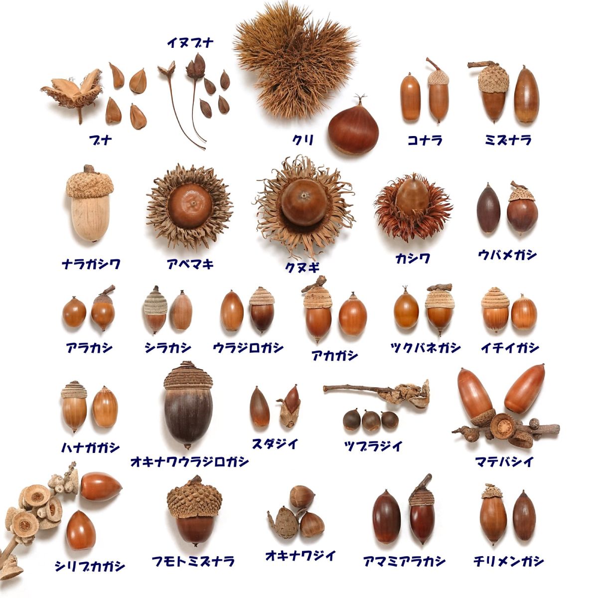 どんぐりから虫が出る恐怖！穴がない謎と茹でる・冷凍の完全駆除法
