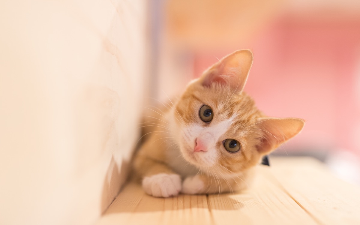 借りてきた猫の意味と語源は？急におとなしくなる理由と使い方の真相