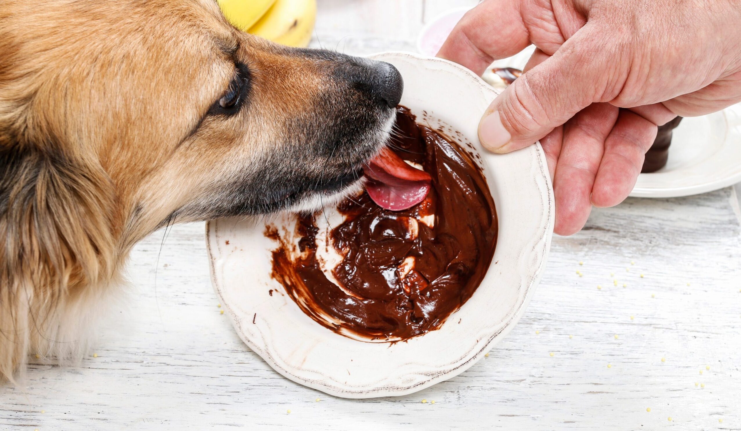 犬にチョコは一口も危険？致死量と症状が出る時間・緊急対処法を徹底解説