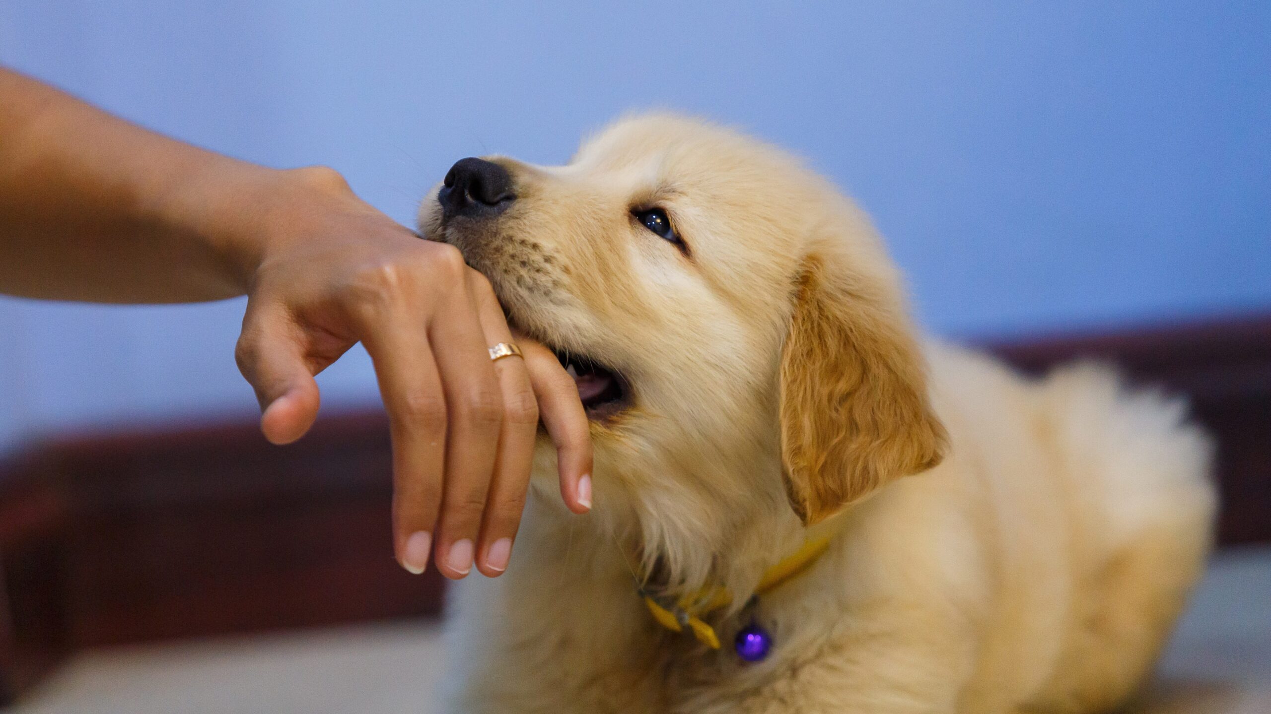 犬が手をなめる心理とサイン｜病気のSosを見抜く対処法と正しいしつけ