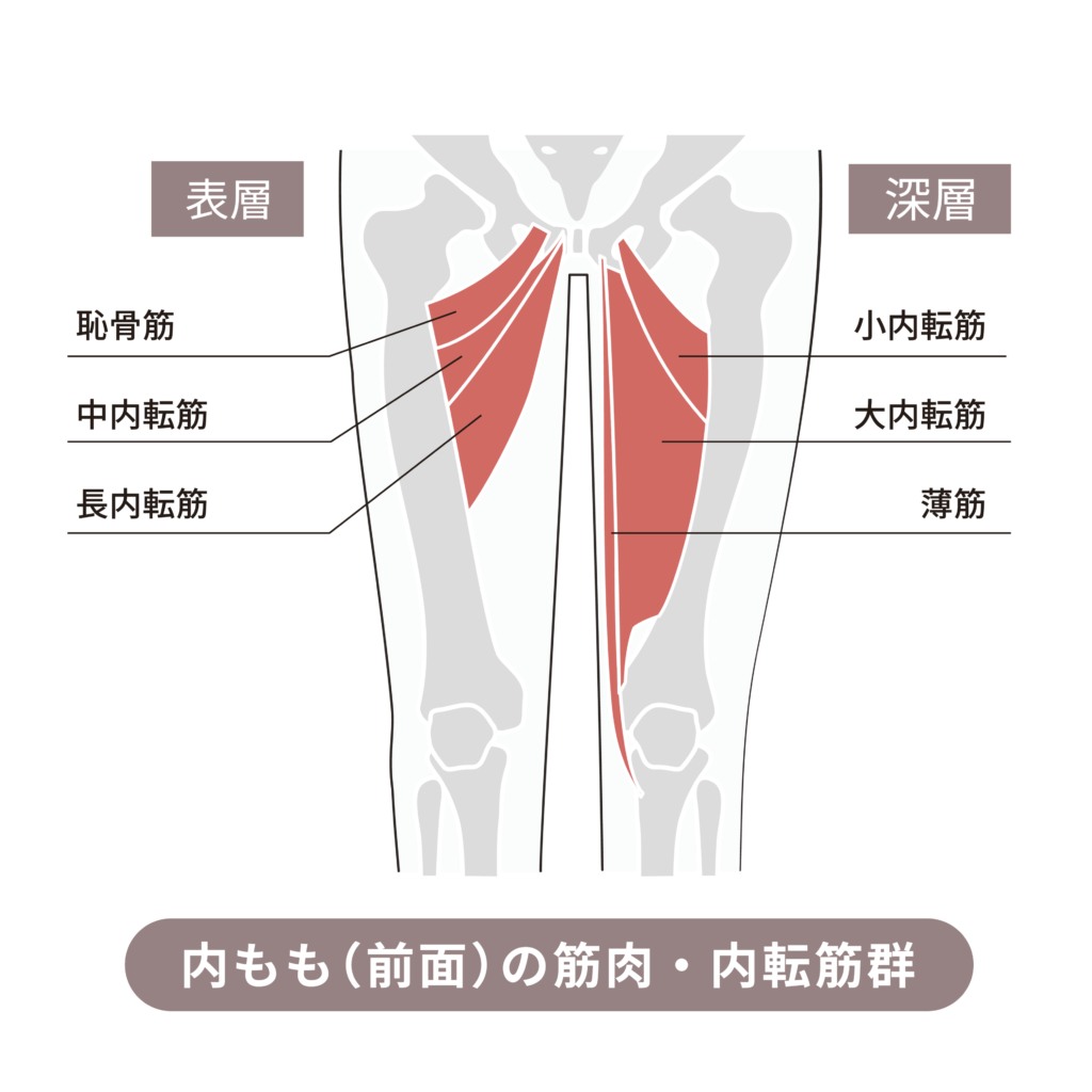 内転筋が痛い原因は？肉離れとの見分け方と正しい治し方【2026年最新】