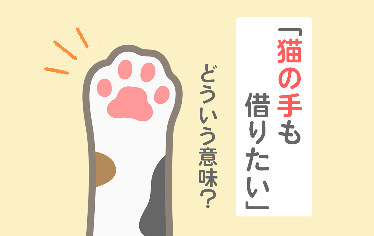 猫の手も借りたいの語源と真相｜なぜ犬ではなく猫？敬語言い換えまで解説