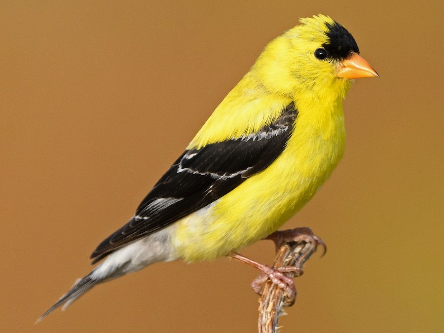 Yellow Bird with Black Wings