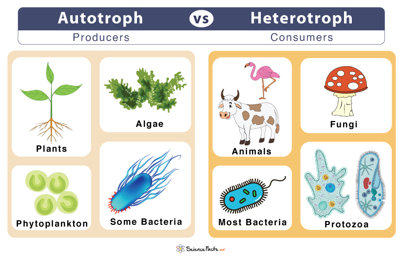Autotroph and Heterotroph Examples