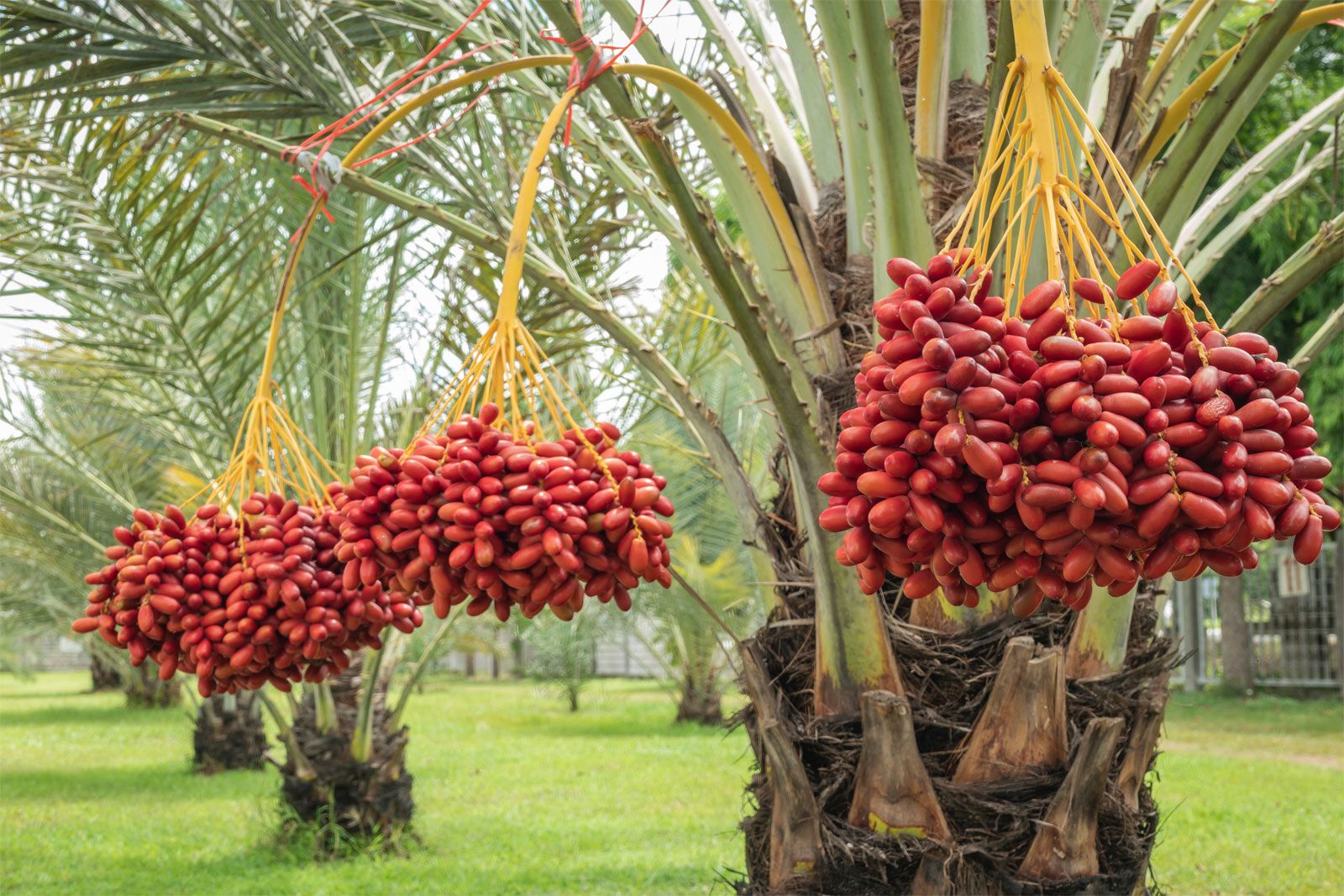 What Fruit Is Dates Made From