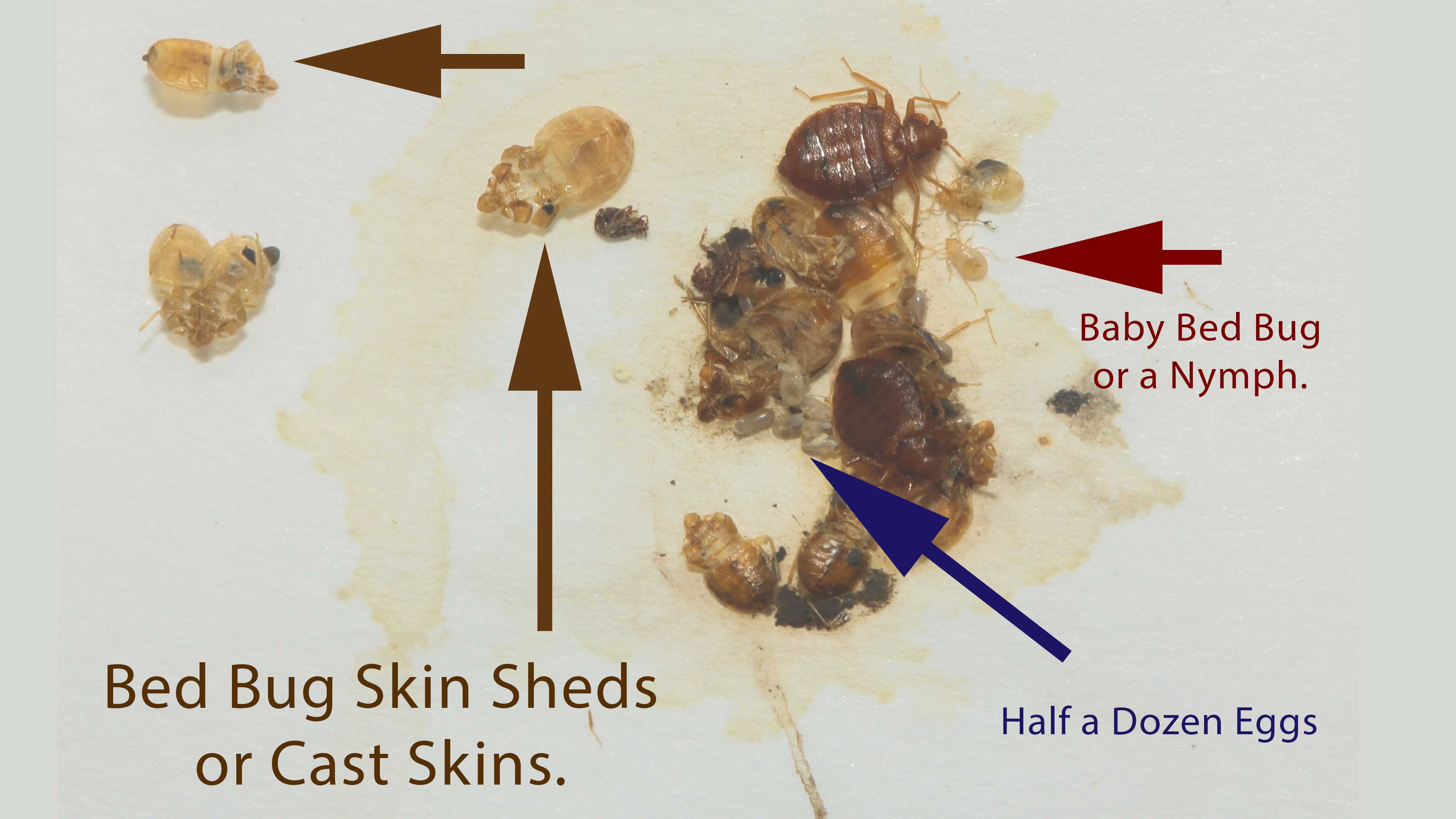 Bed Bug Egg Casings