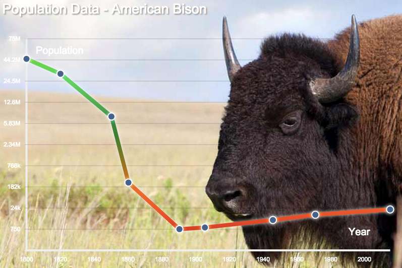 How Many Bison Were Left at Their Lowest