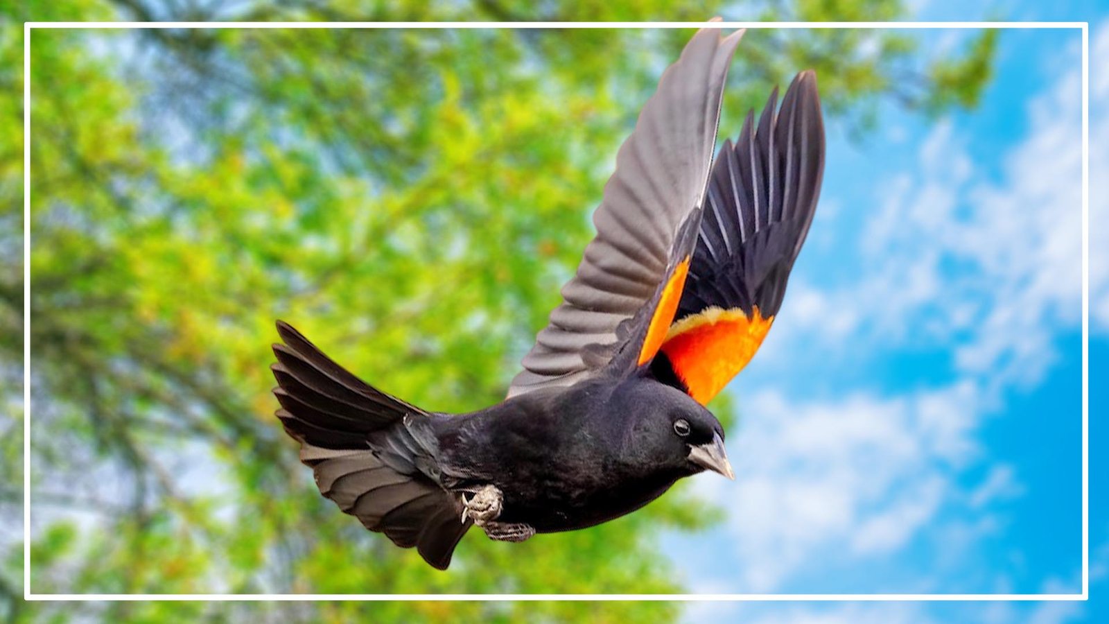 Black Bird with Orange and Yellow Wings