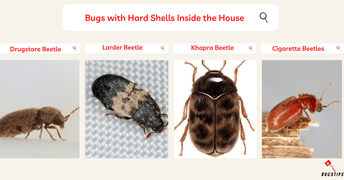 Small Hard Shell Bug