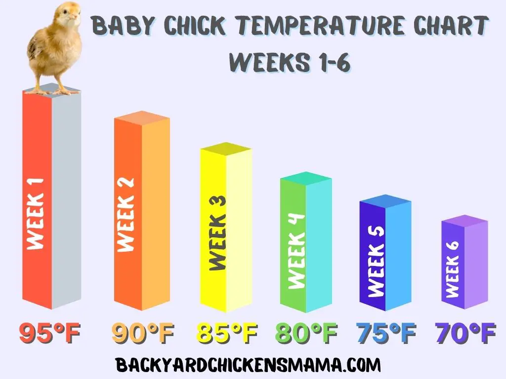What Temperature Can Chickens Go Outside