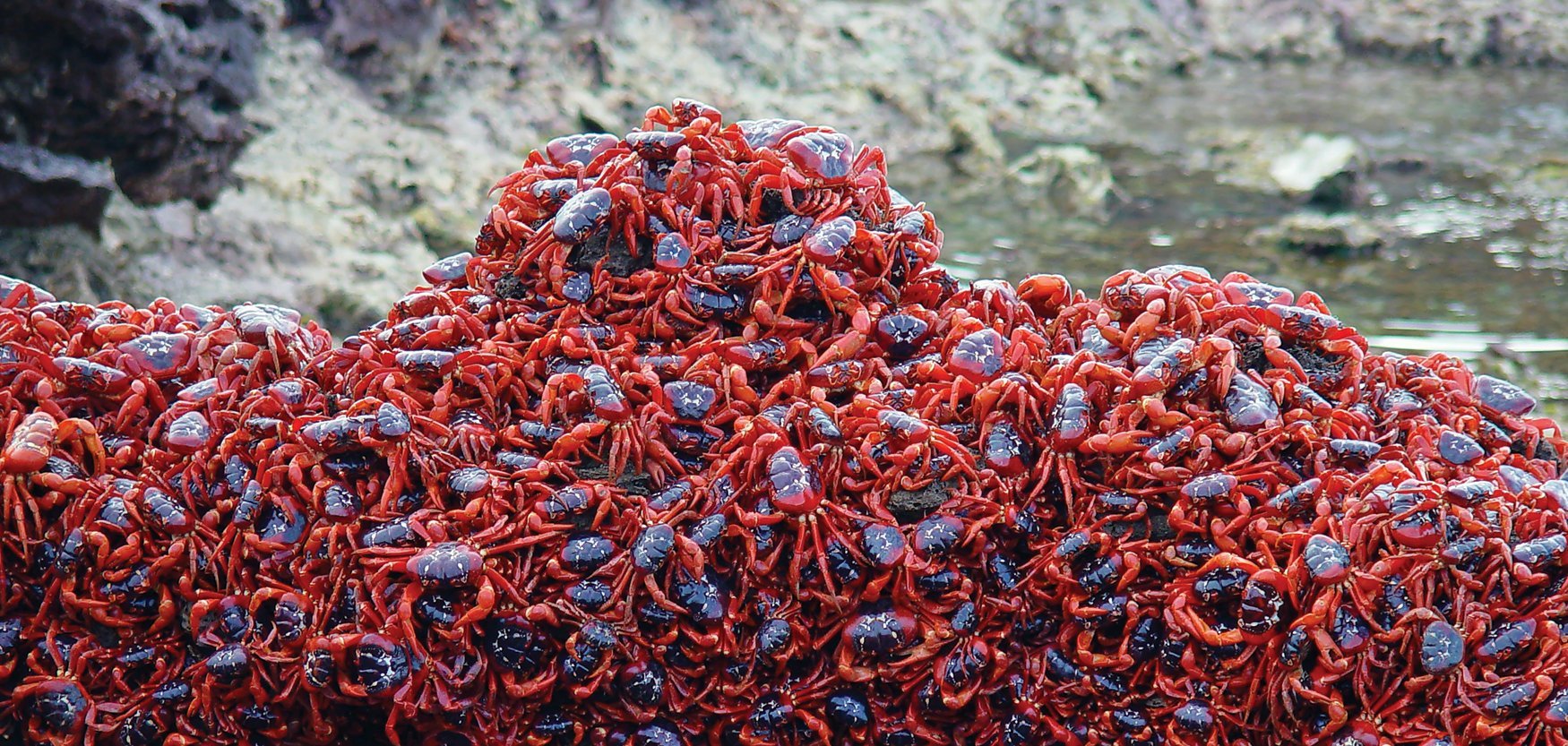 Red Crab Island Australia