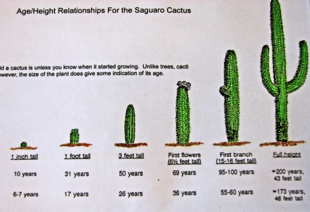 How Do Cactus Grow