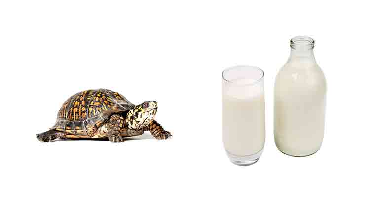 Do Turtles Make Milk