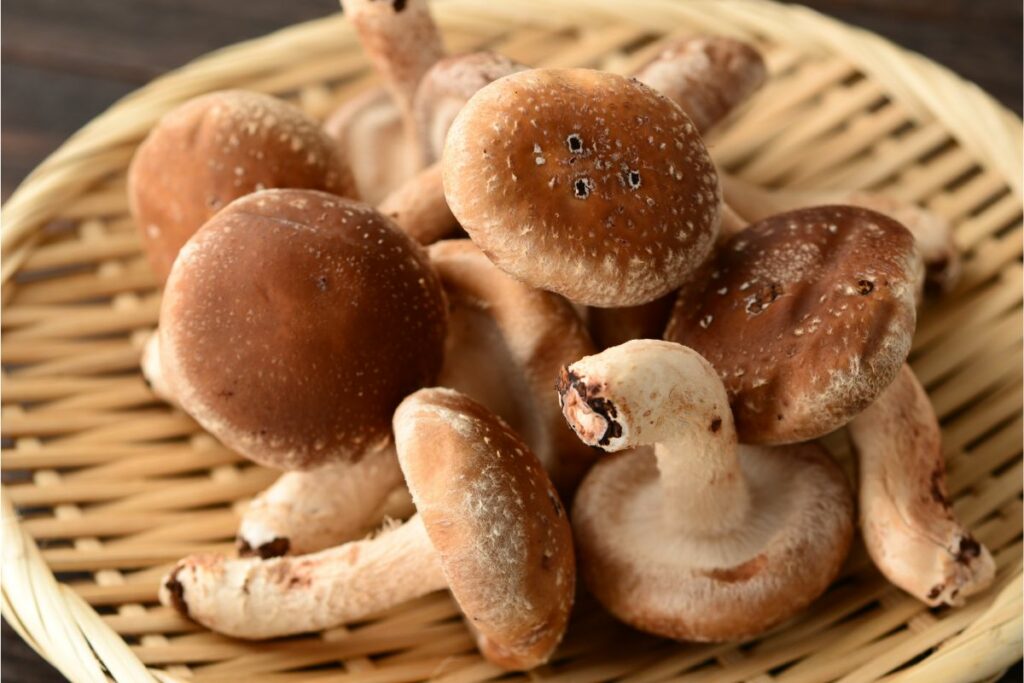 Can You Eat Shiitake Raw