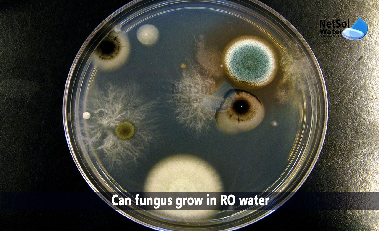 Does Boiling Water Kill Fungus