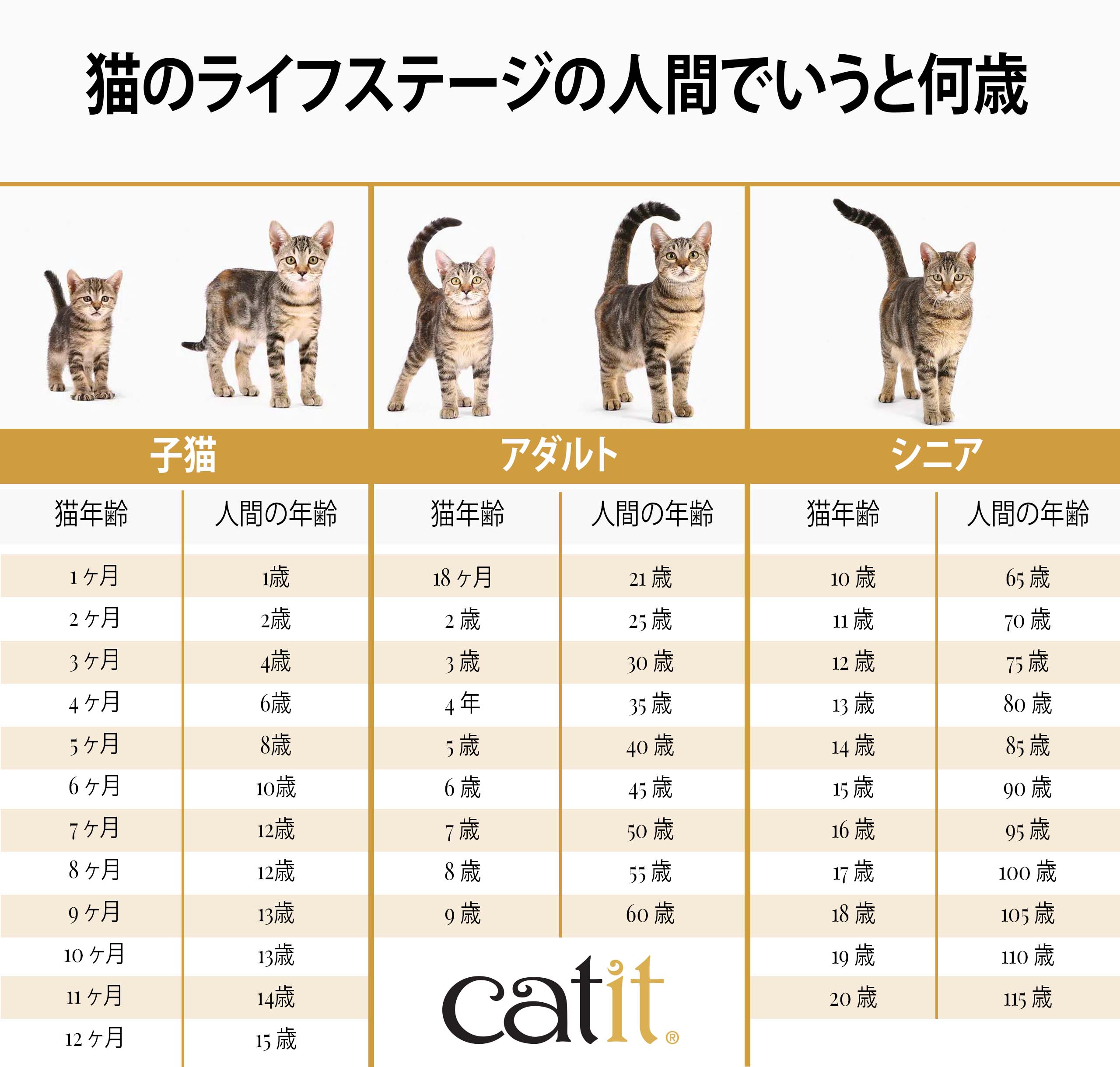 猫の1歳は人間で何歳？成長スピードの真相と長寿を叶える健康管理