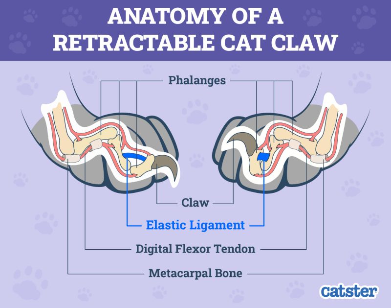 Why Do Cats Claw You