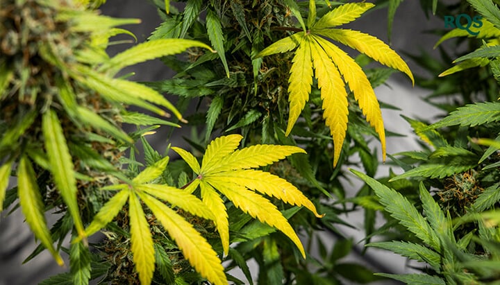Why Are the Leaves on My Weed Plant Turning Yellow
