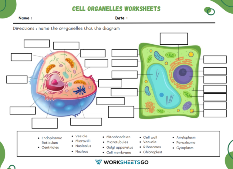 Cells and Cell Organelles Worksheet Answers