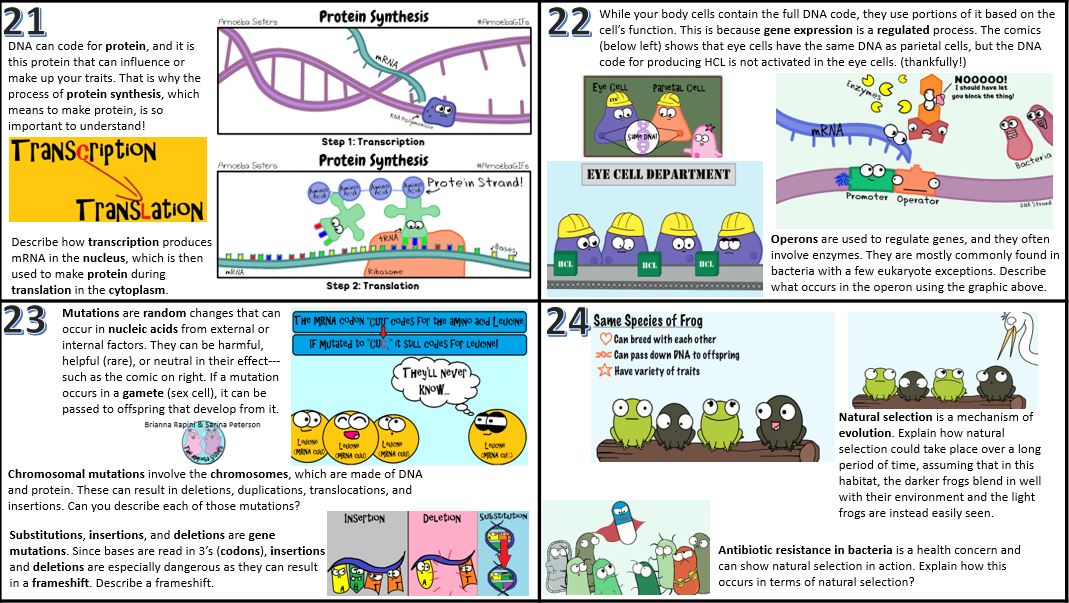 Amoeba Sisters Video Select Recap Speciation Answer Key
