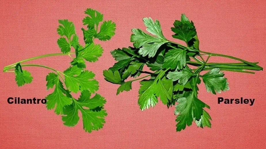 Is Cilantro and Parsley the Same