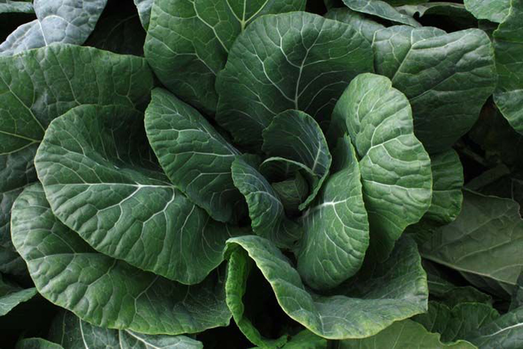 Where Does Collard Greens Originate From