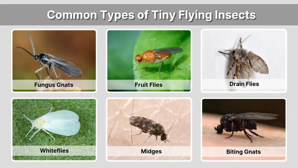 Tiny Fly Bugs in House