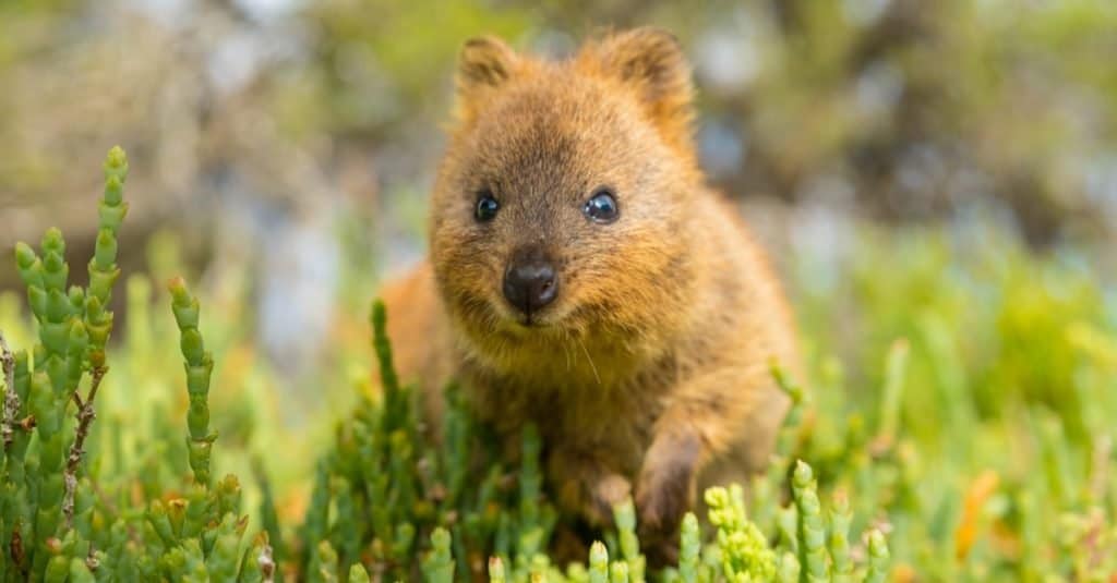 What Is the Cute Animal in the World