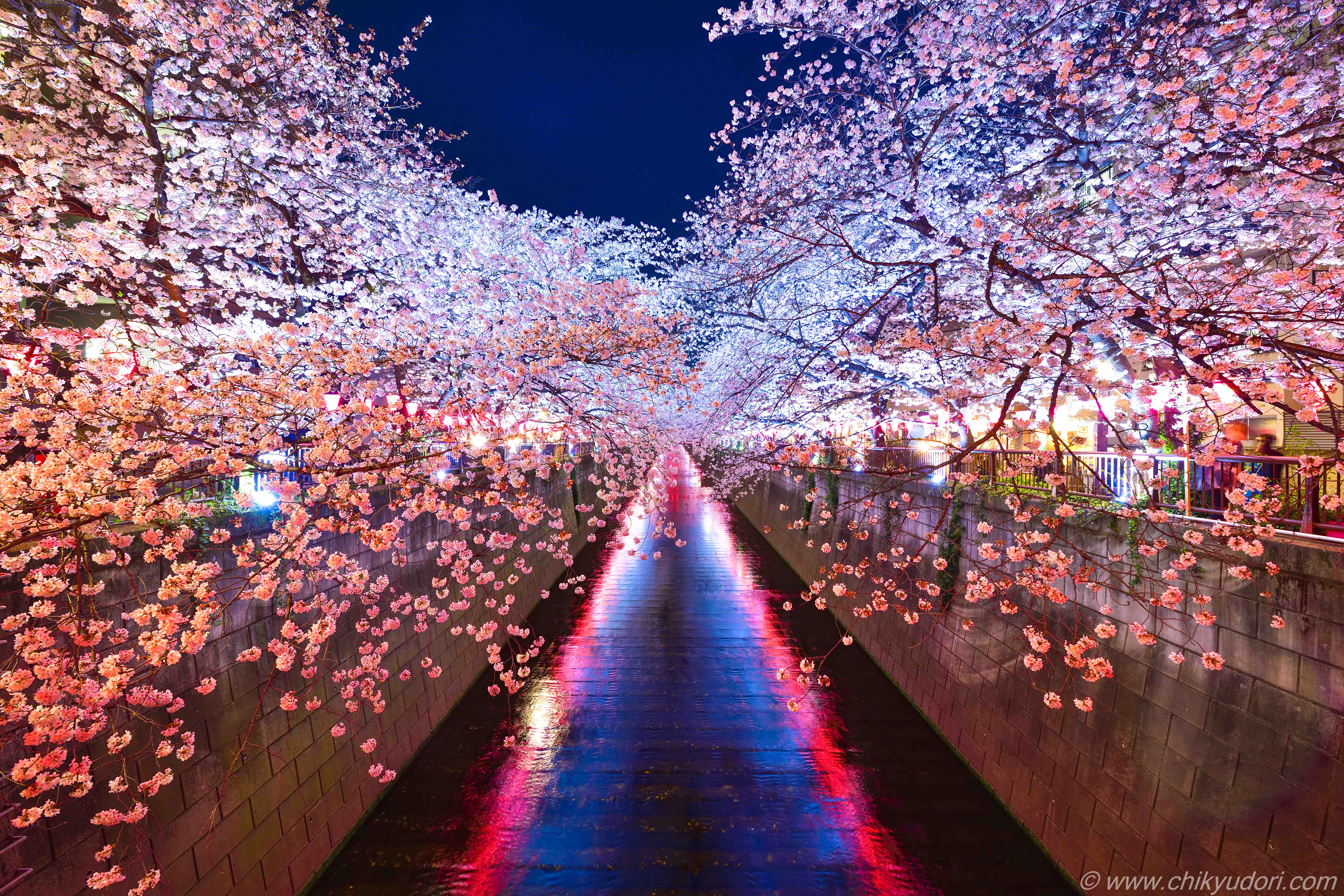 【2026年最新】目黒川桜ライトアップの時間と中止の噂を徹底解剖