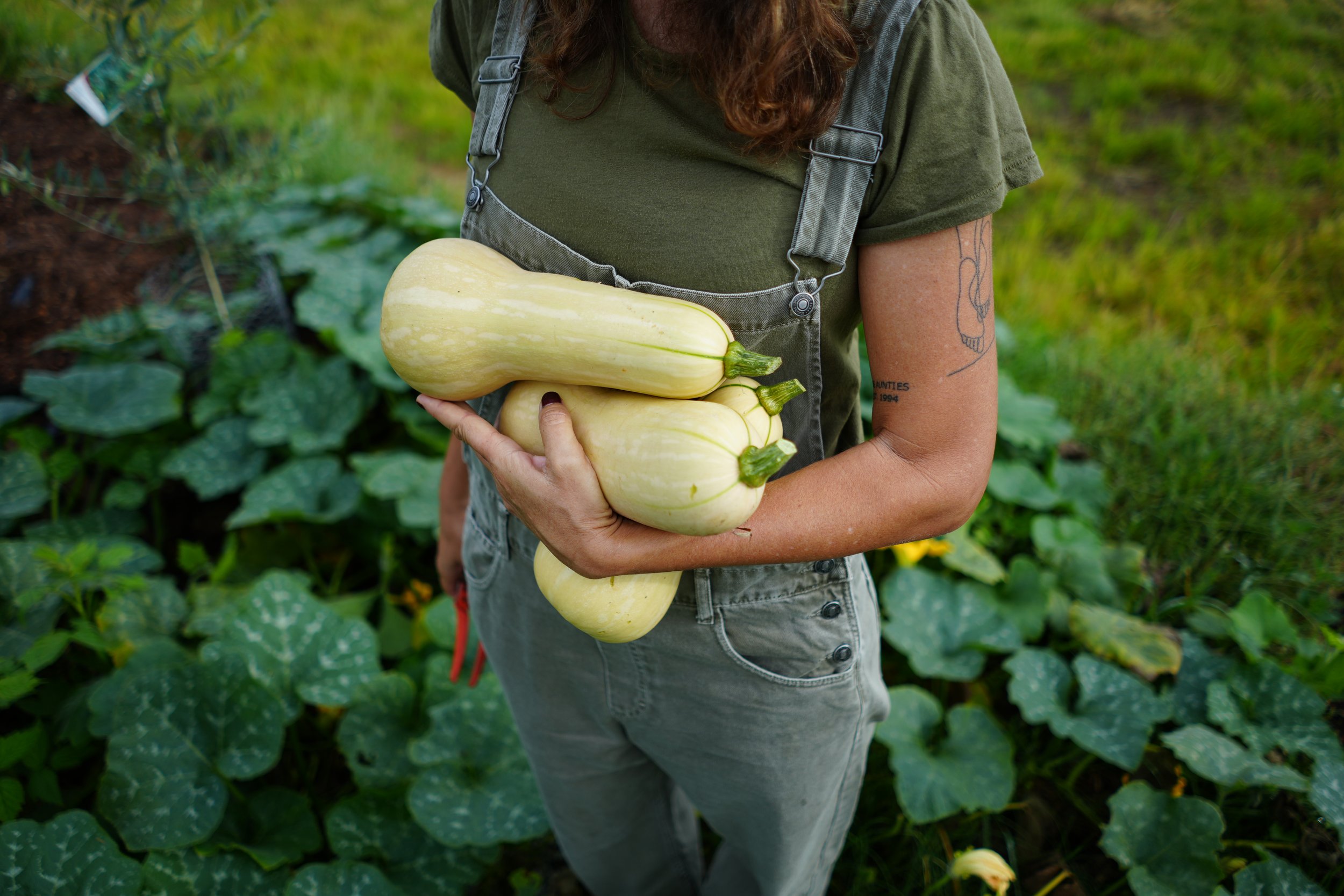When Are Butternut Pumpkins Ready to Pick