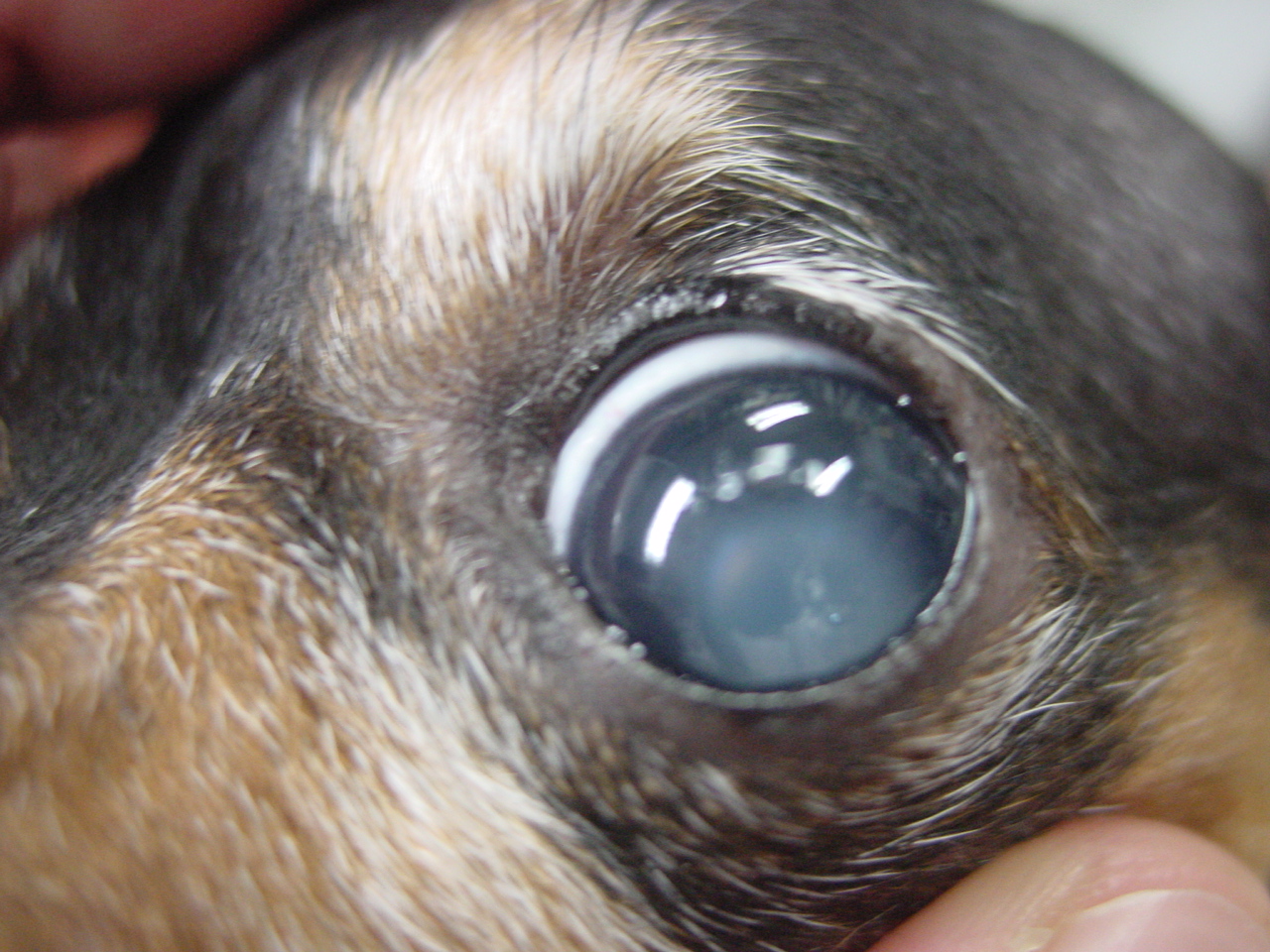 犬の目が白いのは白内障ではない？核硬化症の失明リスクと見分け方