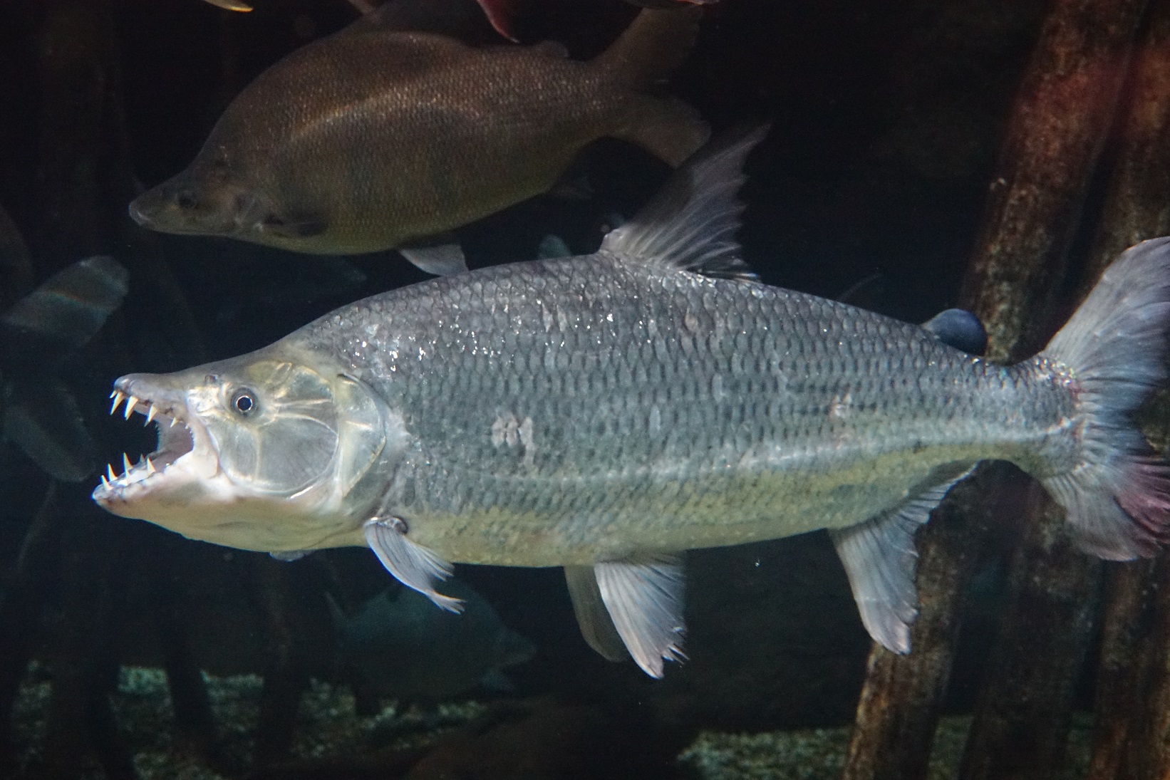 最凶怪魚タイガーフィッシュの真実｜人を襲う噂と巨大種の飼育限界