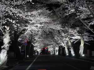 【必見】 夜 の 森 桜 並木 最新ライブ＆イベント情報 #993