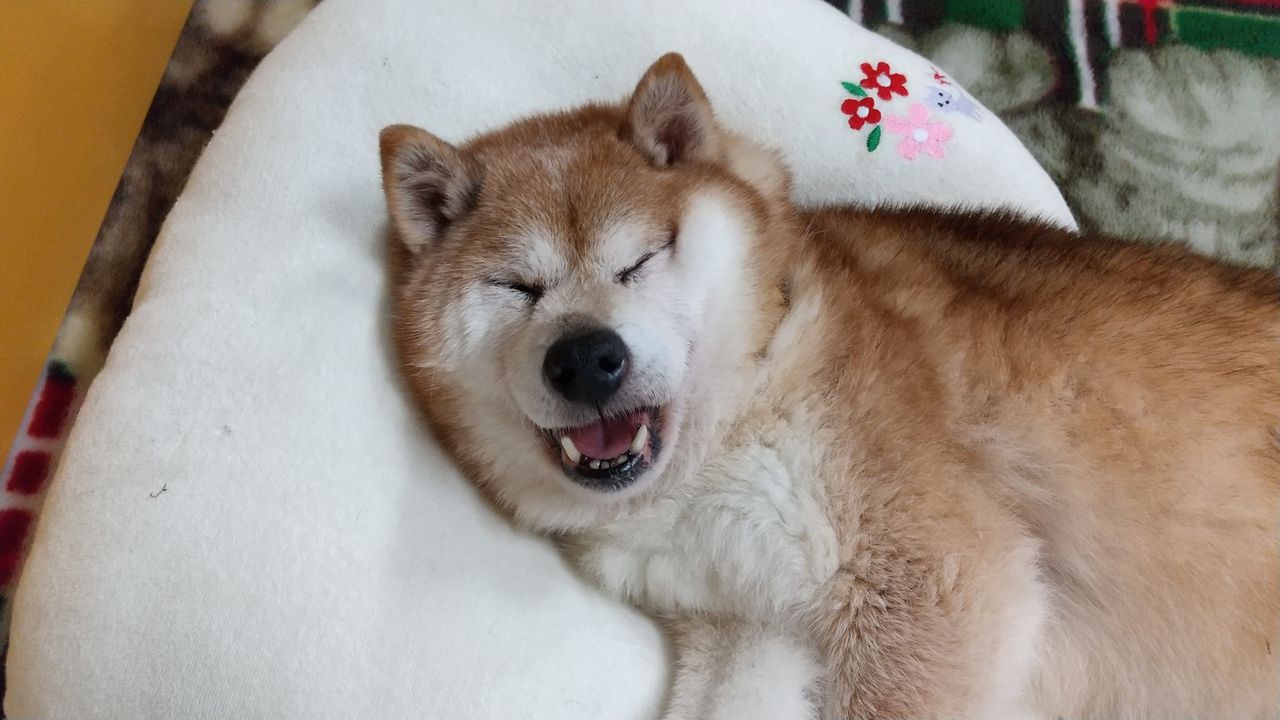老犬の夜泣きで限界を迎える前に！原因と即効対処法・睡眠薬の真実