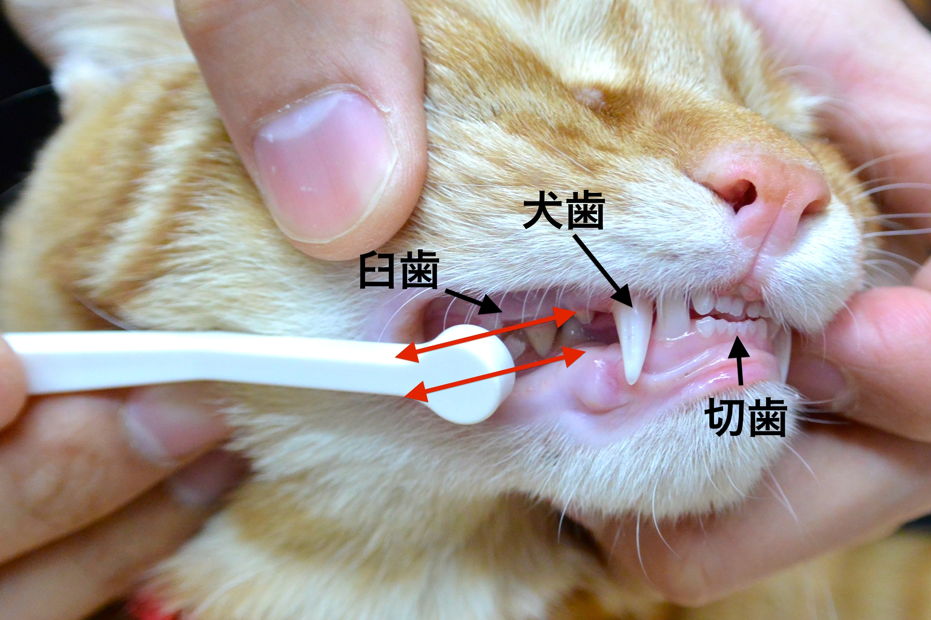 猫の歯磨きをしてないのは危険？3歳で8割が歯周病になる真相と対策