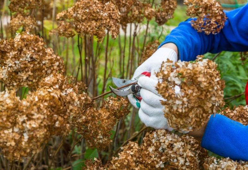 How to Cut off Dead Hydrangea Flowers