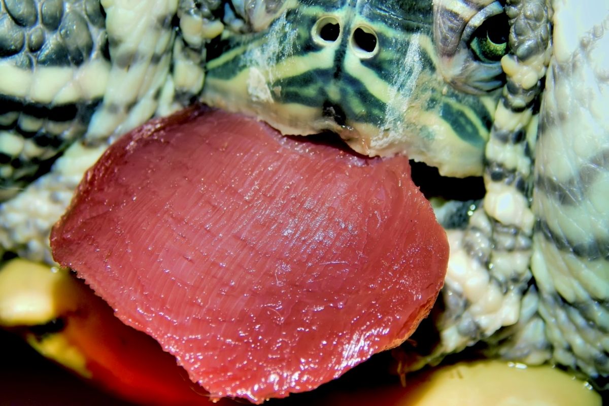 Does Turtles Eat Meat