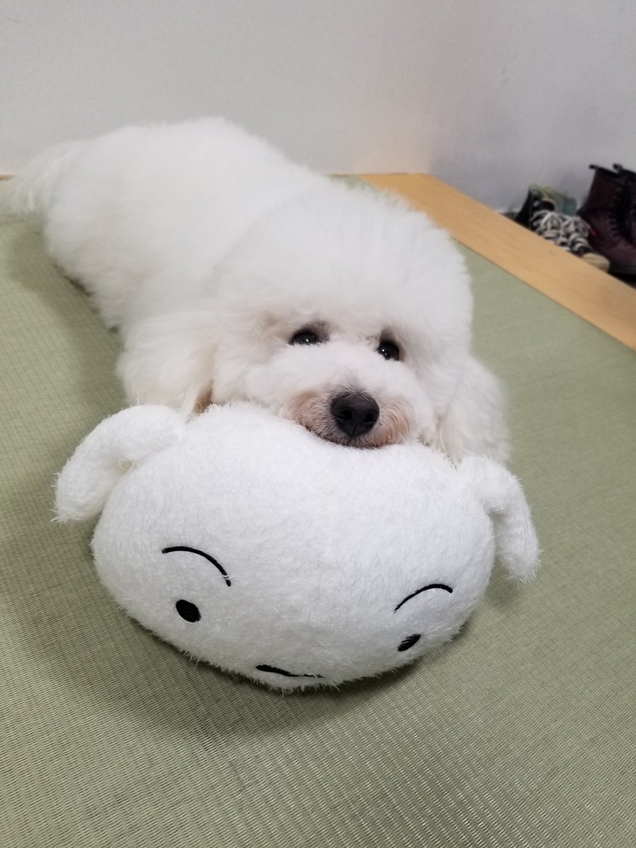 クレヨンしんちゃんのシロの犬種は？公式設定とモデルの真相
