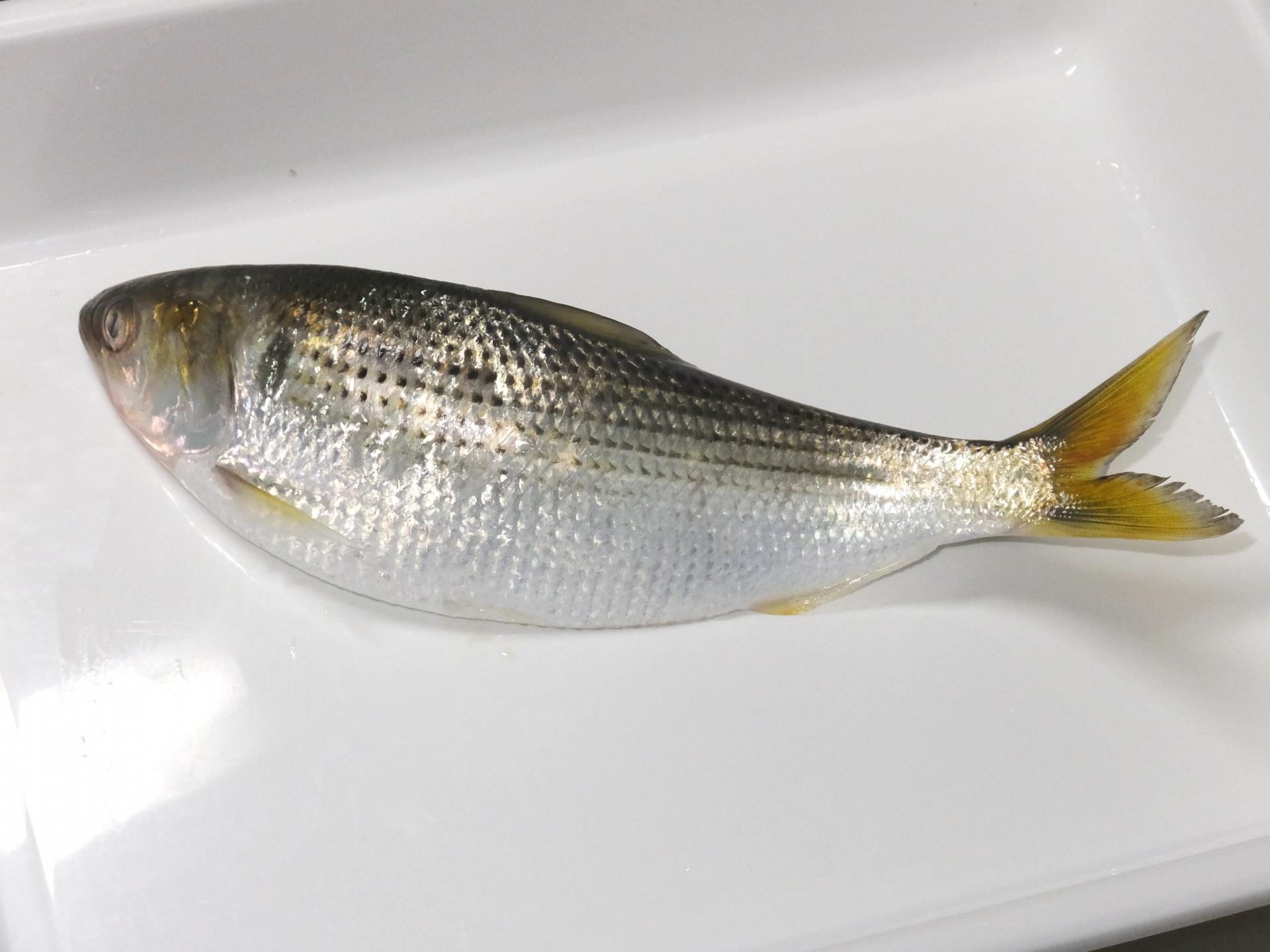 魚へんに冬「鮗」読めないと恥ずかしい！寿司ネタの真相を徹底解説